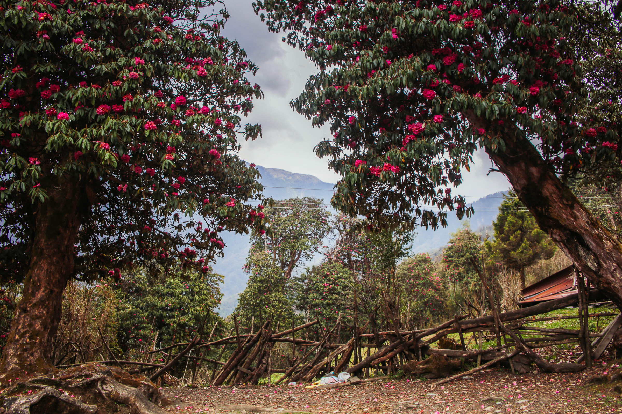 ghorepani (4).webp